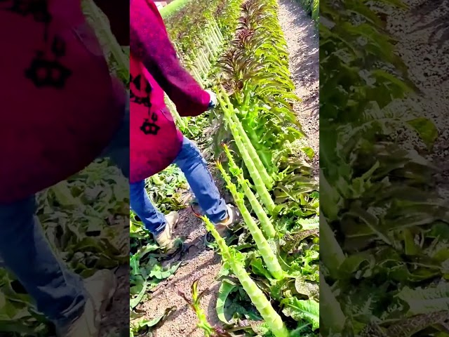 Leafing the lettuce#village #farming #lifestyle