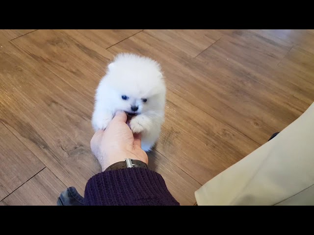 So lovely Pomeranian puppies video - Teacup puppies KimsKennelUS