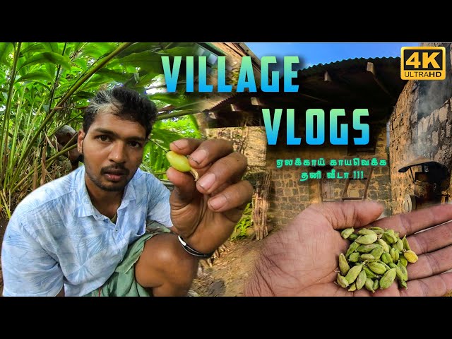 Cardamom Harvest and Drying | Native seeds collection in Vellagavi village | Tamil Native Farmer