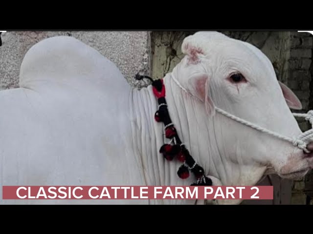 #CLASSIC CATTLE FARM (PART 2) HUGE NUKHRA- FATEH JANGI BULLS 2023- IBRAHIM DANIYAL VLOGS❤️