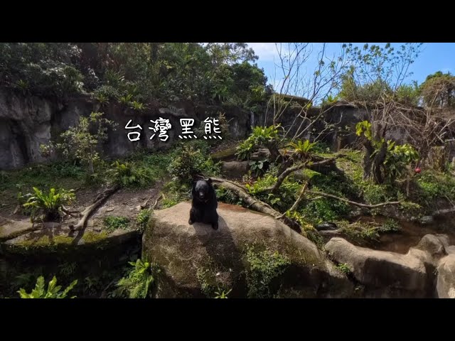 希望商人全景影片：臺北市立"木柵動物園" Taipei Zoo！畫質請設定為4K觀賞！