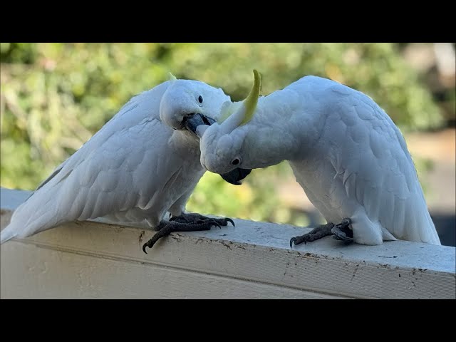 Cockatoo Chat: A Day in the Life of a Cockatoo!