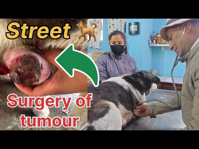 Treatment of a stray dog/Rescue/surgery of tumour/ love for pets #streetdog Boudha street dog care