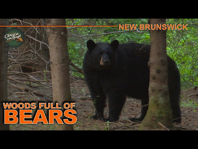 Hunting Black Bear in the Incredibly Populated Woods of New Brunswick | Canada in the Rough