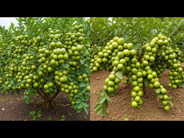 LIVE🔴🌿Guava Tree Care & Growing Tips for Home Gardeners #livestream #live