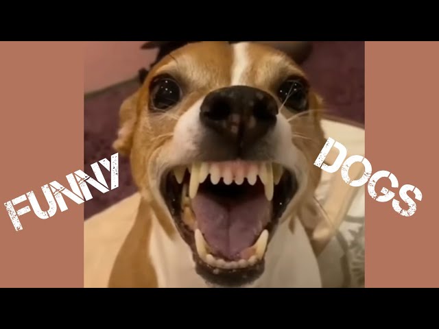 lustige tiervideos🐕- lustige tiervideos hunde🦮