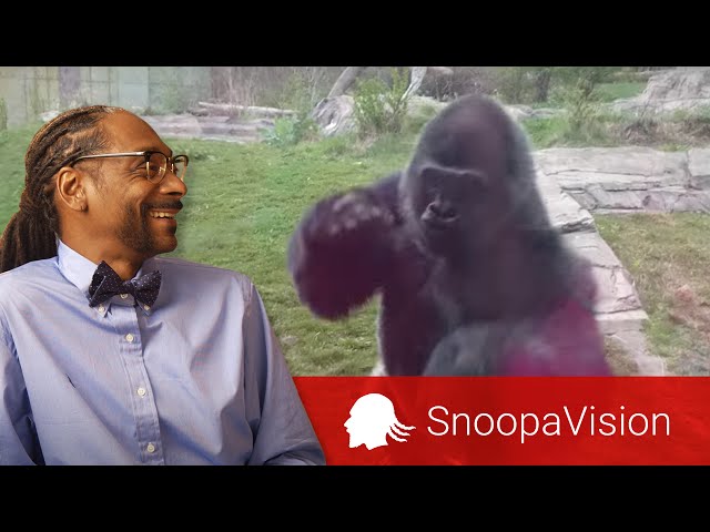 When a Silverback Attacks in SnoopaVision