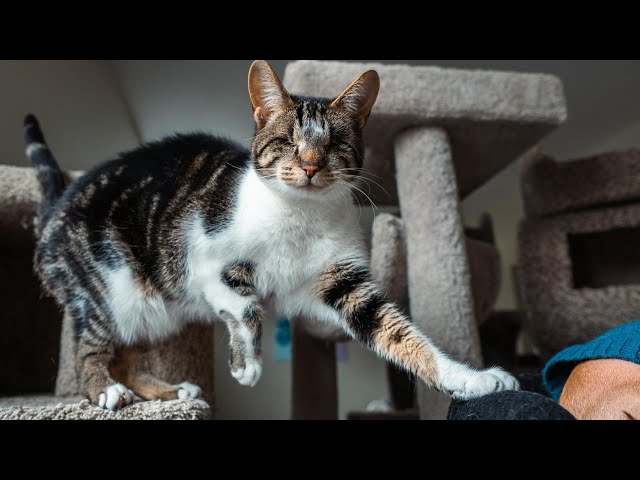 Blind Cat Wants to Take Her Human for a Walk.