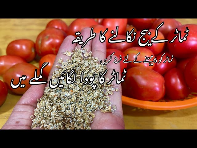 How to store tomatoes Method By Aymii food secret || How to Grow Tomato from Seeds Complete Video