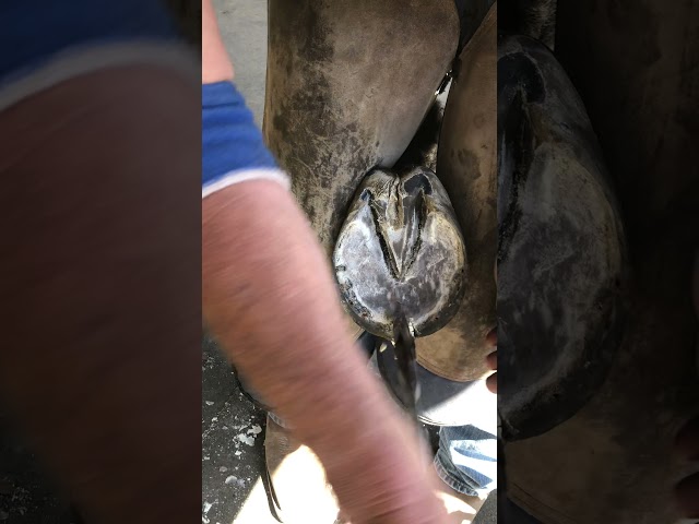 How to trim a horses hoof