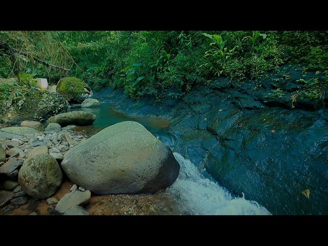 Forest River Water Bliss: Gentle Flow, Nature's Peace, Birds Singing