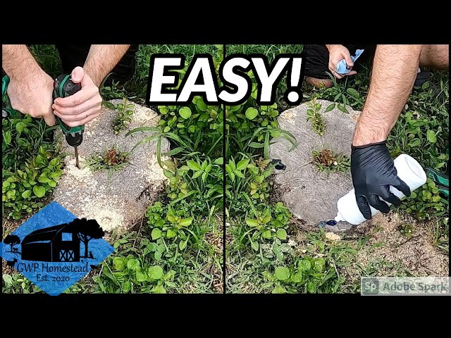 The EASIEST Way to Kill a Tree Stump