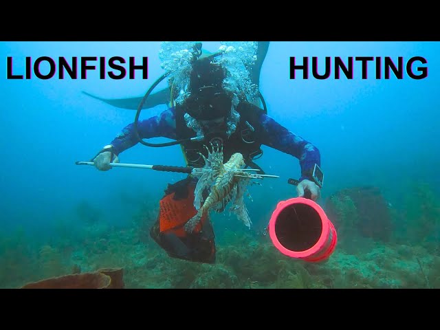 HUNTING LIONFISH | Fighting the Lionfish Invasion | Venomous Predators | Protecting our Florida Reef