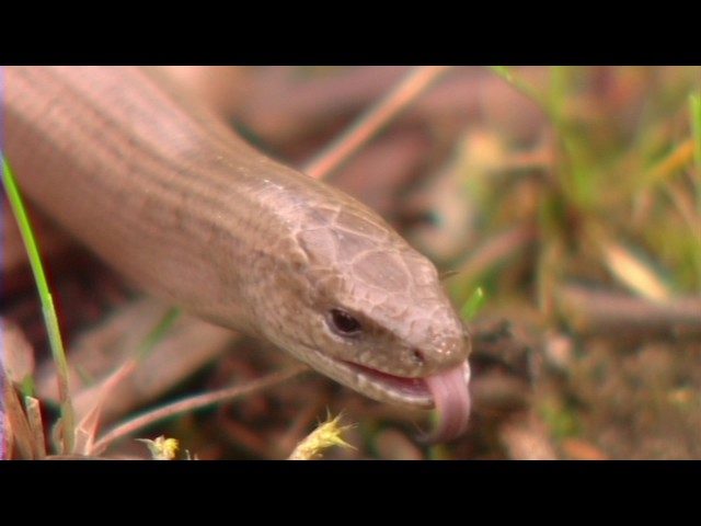 Slow-worm