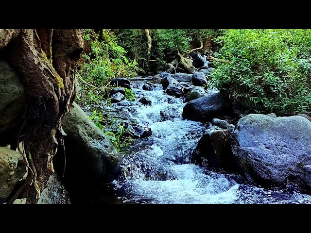 Nature Sounds of a Forest River for Relaxing-Natural meditation music of a Waterfall & Bird Sounds