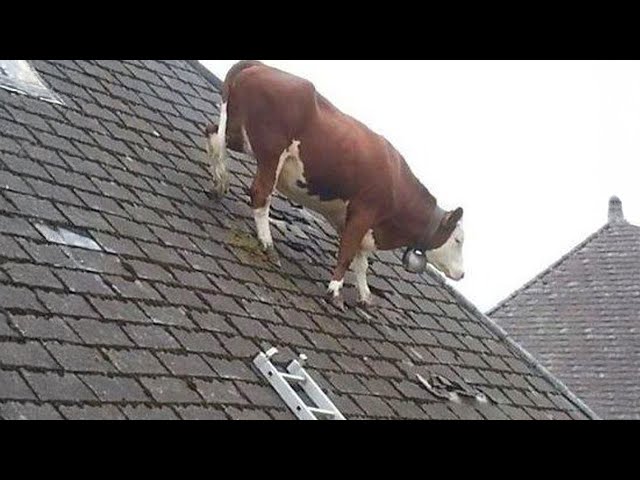 Funniest ANIMALS Videos 2024 That Will Make You Burst Into Laughter 😂