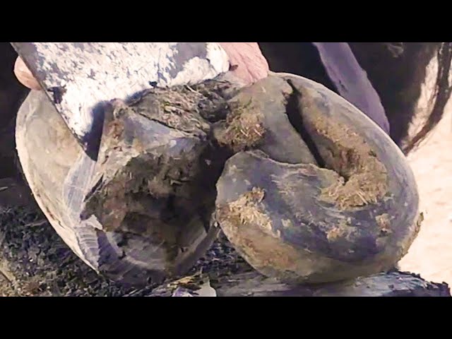 Pain! Hammer hoof tortured old donkey lying on the ground for 8 years, hoof sockets full of lesions