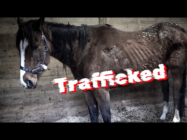 Horses Rescued from Smuggling Horror – You Can Help!