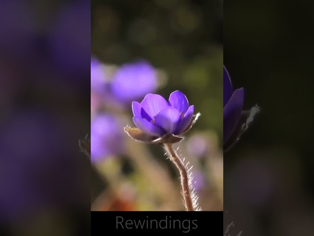 FLOWERS CAN DANCE!!! Amazing nature  Beautiful blooming flower time lapse   Rewinding