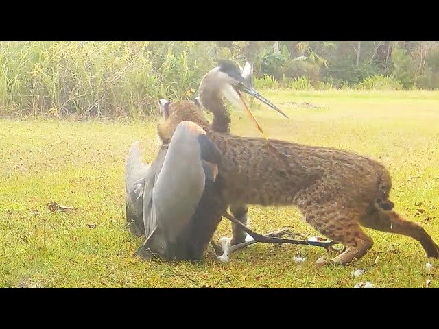 90 Craziest Animal Fights of All Time 2024