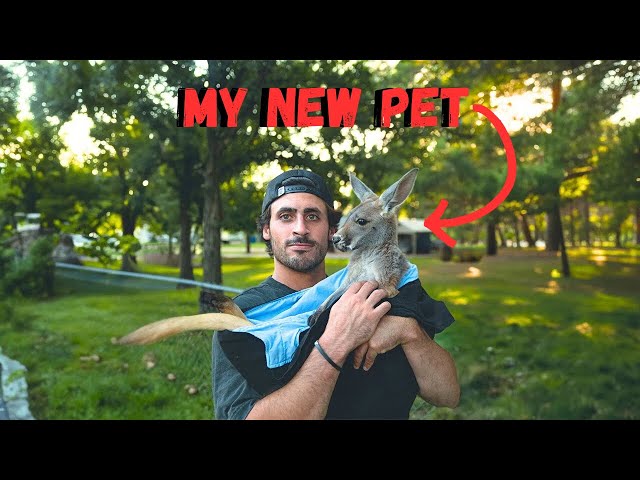 I ADOPTED A KANGAROO!! - VLOG #22