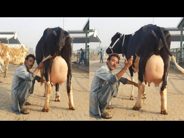 27 kg milk record murrah doodh dene wale gayo Bakra mandi Pakistan