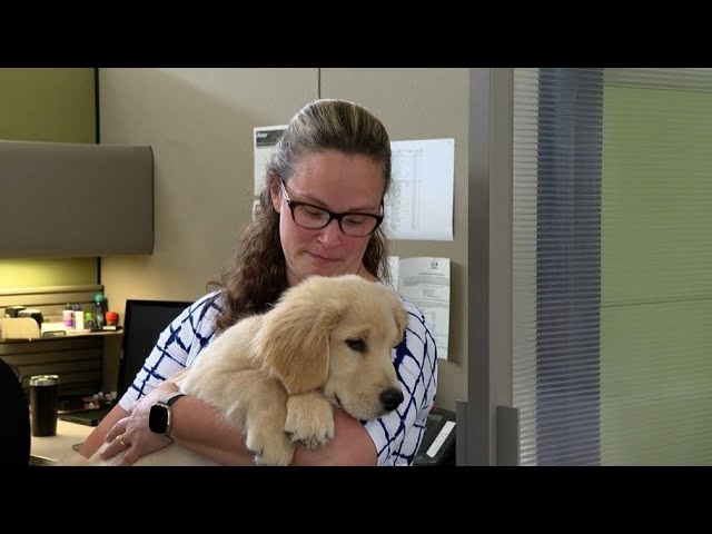 Pet-friendly companies look to attract new hires