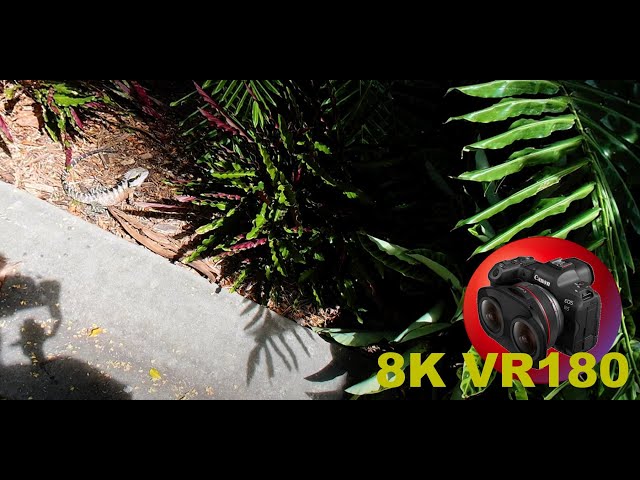 8K VR180 EASTERN WATER DRAGON a common lizard found throughout Queensland 3D (Travel/ASMR/Music)