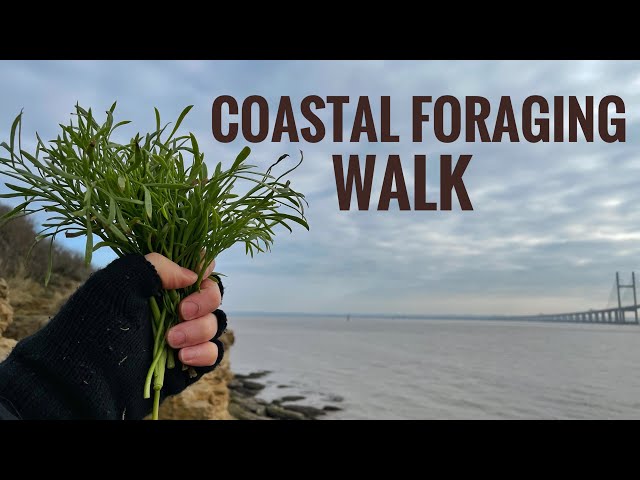 Coastal Foraging Walk- Rock Samphire, Sea Radish and more…