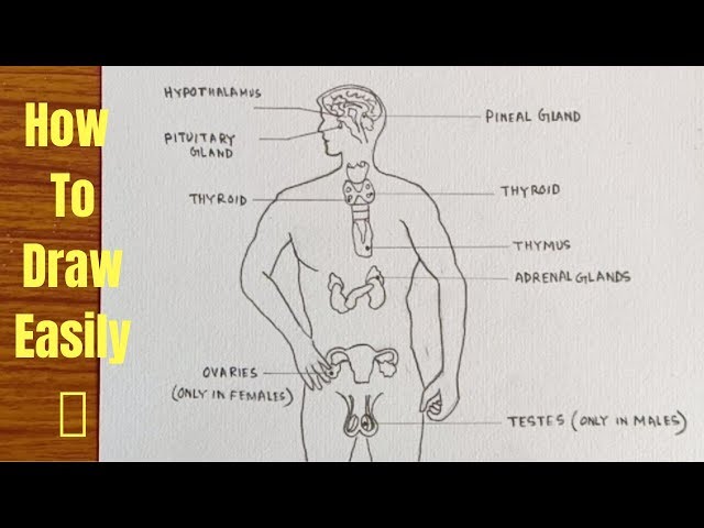 How to draw diagram of human Endocrine system easily - step by step