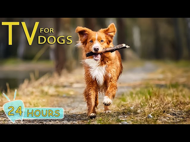 DOG TV: Unlock Peace for Your Pup With Anxiety-Reducing Dog Music - Music for Dogs