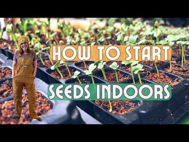 Beginner's Guide To Indoor Seed Starting With Grow Lights!