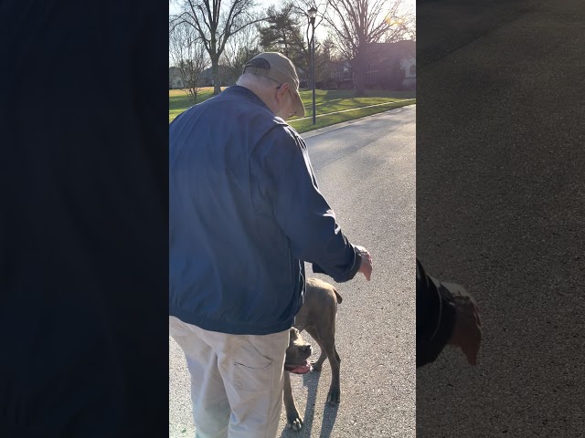 Gary semi blind walking Cane Corso 5 month old 73 pound puppy off leash