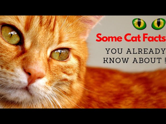 some interesting cat facts