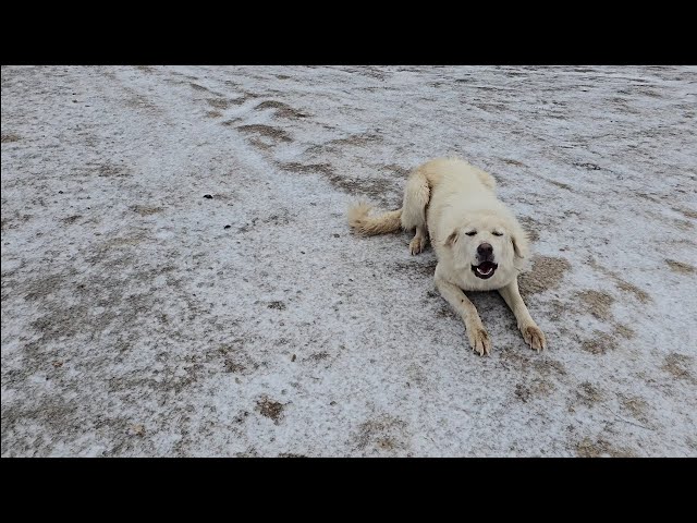 Icy Adventures on the Homestead: Watering and Feeding the Cows