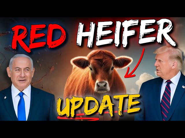 The Red Heifer Ceremony Is Going To Happen - Update from Jerusalem!