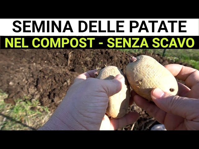 Come coltivare le patate nel compost. Senza lavorare il terreno (NO DIG)!