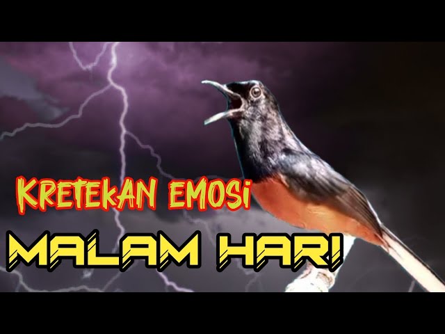 MURAI BATU MALAM GACOR FULL ISIAN MEMANCING EMOSI SEKALI DENGAR AMPUH BIKIN MURAI LAIN EMOSI