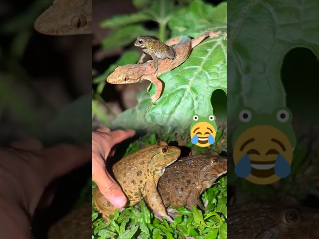 frog jump funny video and toad funny lizards funny jump #shorts #frog #viral #funny #frogs #comedy