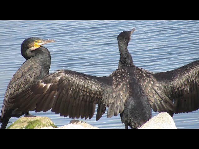 WILD BIRDS: Observing Unique Species Of Waterbirds In UK Summertime!