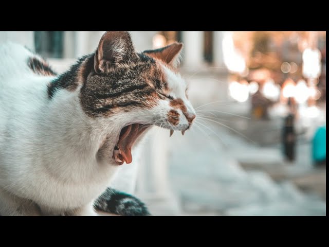 Cute Baby Cats💗Funny Compilation Cute Moment Of The Cats #2