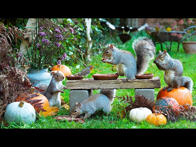 Cat TV 🎃 Birds & Squirrels Rummage Around the Pumpkins 🍂 Relaxing Videos for Cats 4K HDR