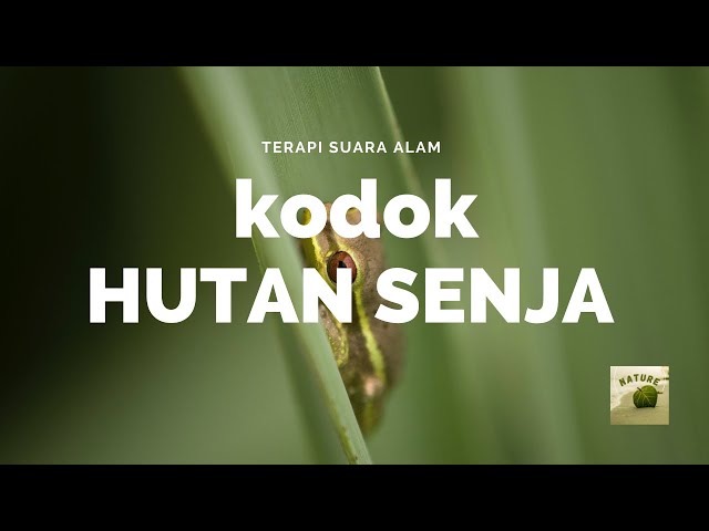 TERAPI SUARA ALAM DAN SUARA KODOK YANG MENENANGKAN SEBAGAI RELAKSASI TIDUR