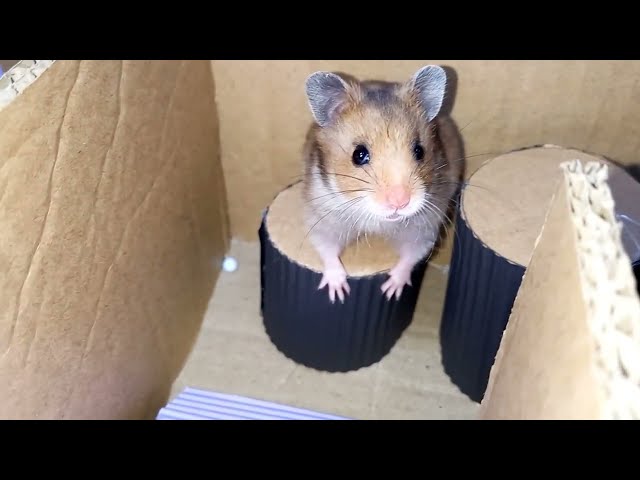 HAMSTER MAZE HAMSTER LABYRINTH LUCU Hamusutā meiro no muzukashī shōgai-mono