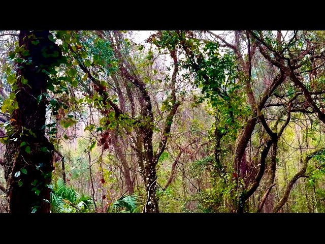 Perfect Rain Sounds For Sleeping And Relaxing I Forest I Nature Sounds I HD 1080p