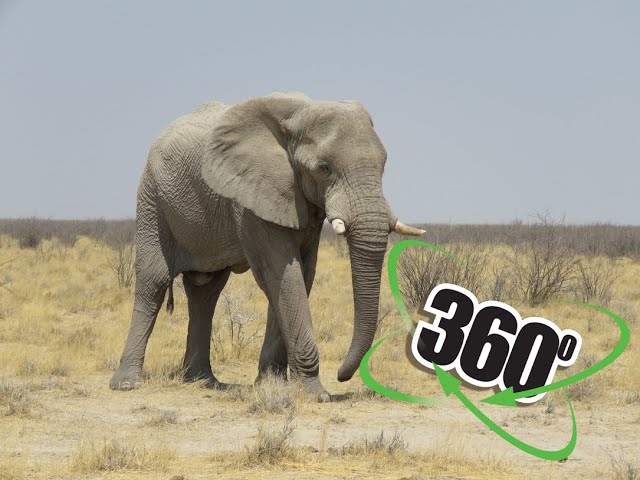 VR 360° 4K - Elephant crossing the Gravel Road - Namibia, Africa