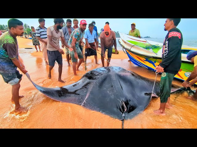 Spectacular Manta Ray Catch: Incredible Teamwork on the Shore