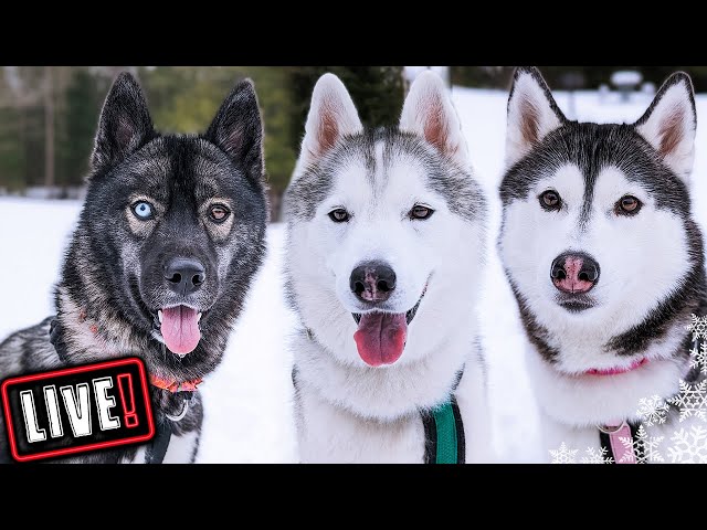 Husky Hangout LIVE 🔴 LIVE Q & A With our Siberian Huskies!