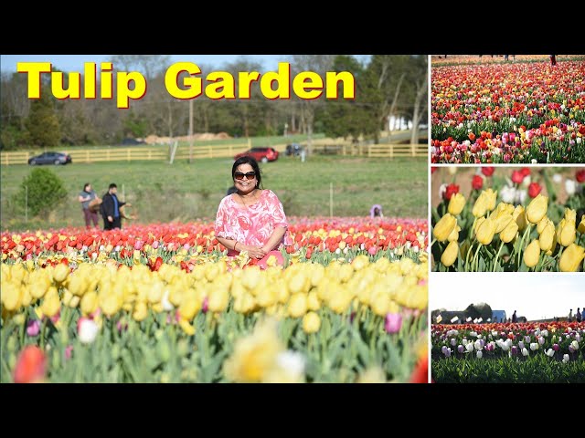 Tulip Festival 2022 || Burnside Farms || Nokesville, Virginia, USA || Things to do near greater DMV