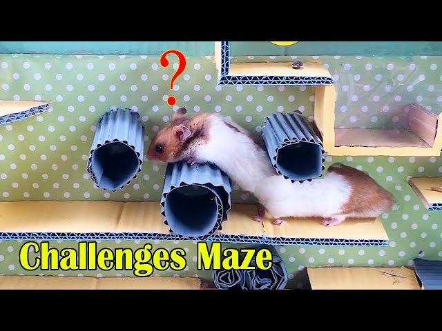 Challenges Maze for Hamsters. Hamsters Escape From Pool Cardboard - Three Hamsters Running